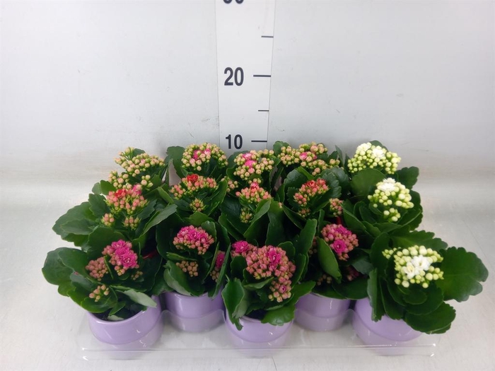<h4>Kalanchoe blos. 'RosDon Collection'</h4>