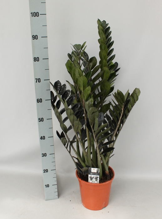 <h4>ZAMIO RAVEN</h4>