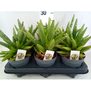 Sansevieria cyl.  ...