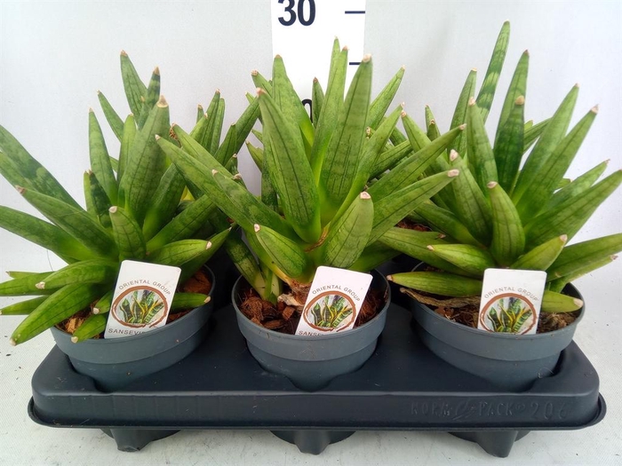 <h4>Sansevieria cyl.  ...</h4>