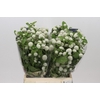 Gomphrena White