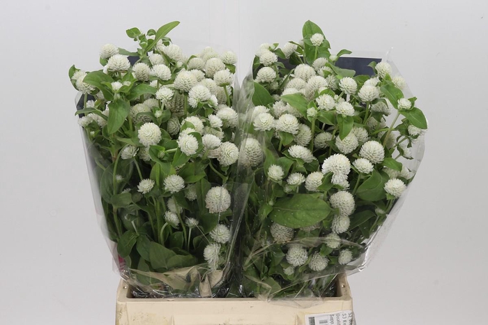 Gomphrena White