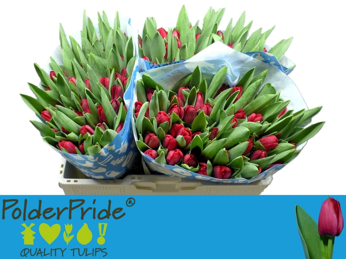 <h4>TU EN ILE DE FRANCE</h4>