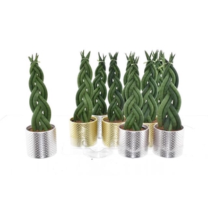 Sansevieria Cylindrica 8,5Ø 35cm