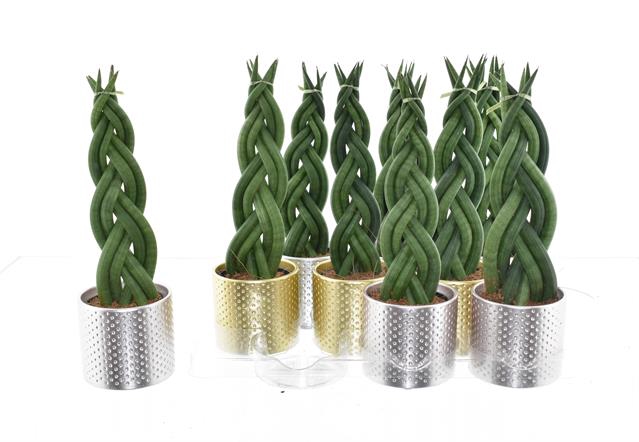 Sansevieria Cylindrica 8,5Ø 35cm