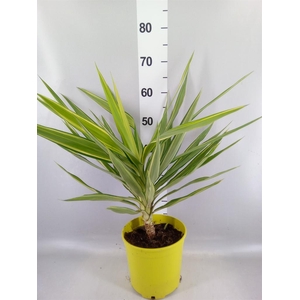 Yucca elephantipes 'Jewel'