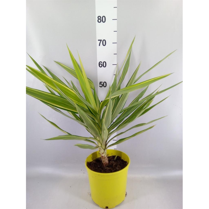 <h4>Yucca elephantipes 'Jewel'</h4>
