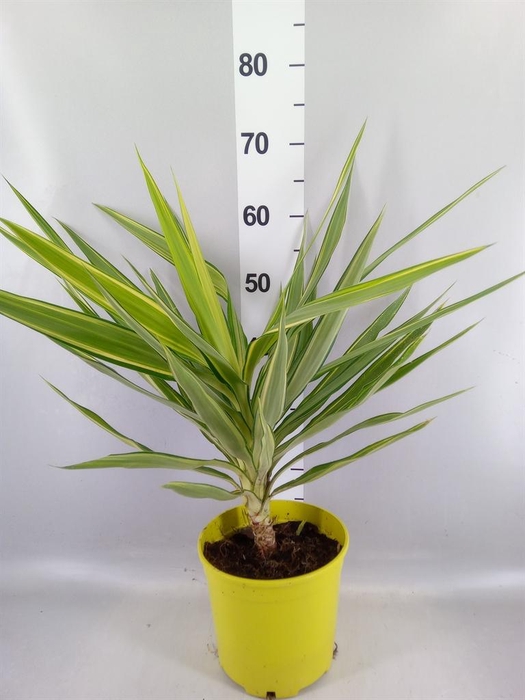 Yucca elephantipes 'Jewel'