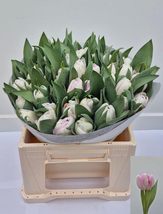 <h4>TU DU OBSESSION</h4>