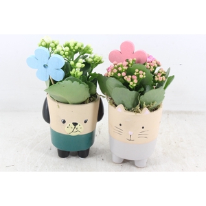 arr2 JS - Ker. potje cat/dog - roze