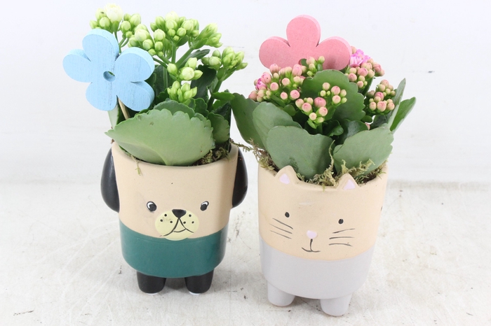 <h4>arr2 JS - Ker. potje cat/dog - roze</h4>