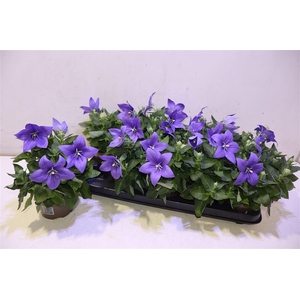 Platyco Gr Astra Blu