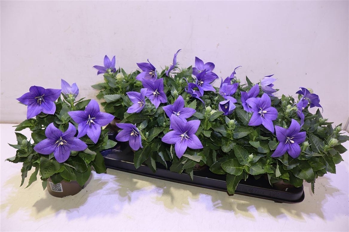 <h4>Platyco Gr Astra Blu</h4>