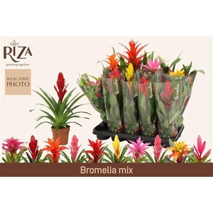 BROMELIA GEM 6 SRT