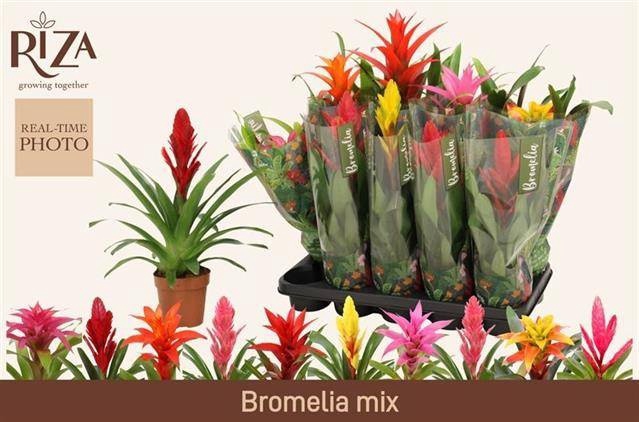 <h4>BROMELIA GEM 6 SRT</h4>