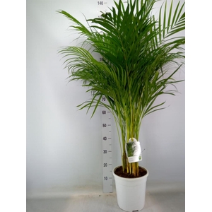 Dypsis lutescens   ...Chrysalidoca