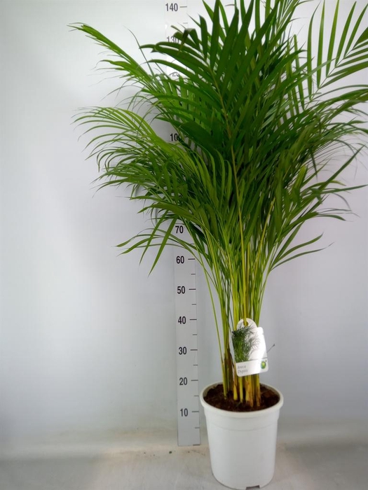 <h4>Dypsis lutescens   ...Chrysalidoca</h4>