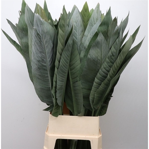 Strelitzia Leafs Xl