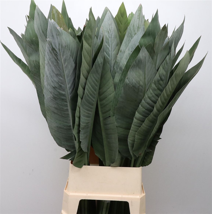 <h4>Strelitzia Leafs Xl</h4>