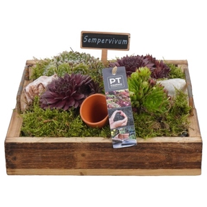 PTS6621 Arrangementen Sempervivum