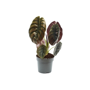 Alocasia Red Secret