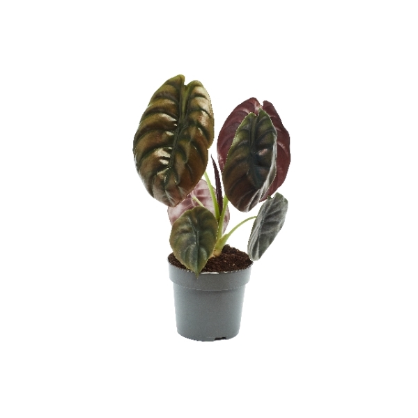 <h4>Alocasia Red Secret</h4>