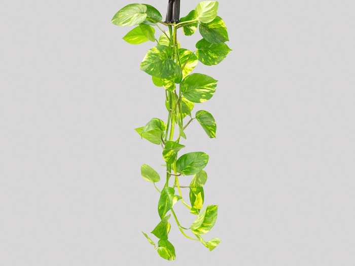 FOLHAGEM JIBOIA 070 CM