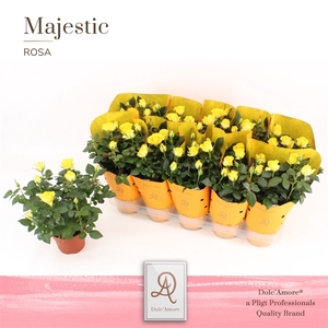 Potroos Geel P12 Dolc'Amore® Majestic