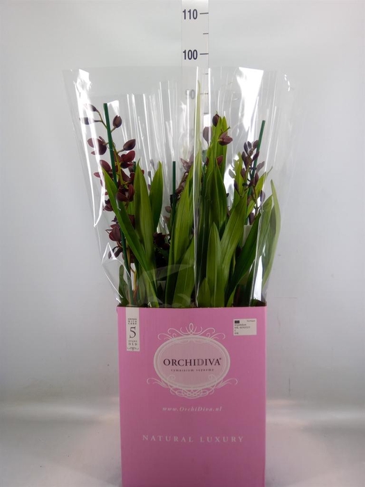 <h4>Cymbidium ...</h4>