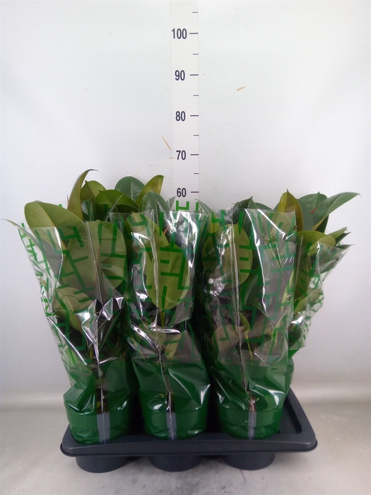 <h4>Ficus elastica 'Robusta'</h4>