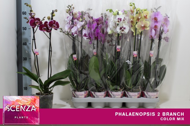 <h4>PHAL GEM 7 KL</h4>