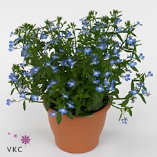 LOBE CURA BLUE W EYE