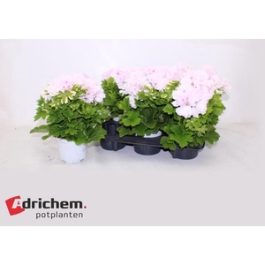 PEL GR MONA LISA WIT