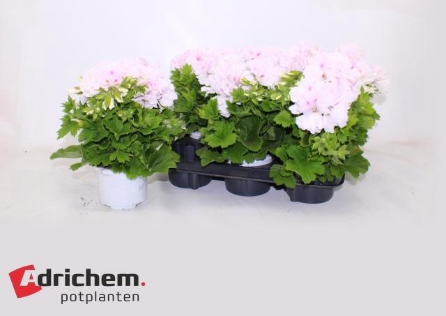 <h4>PEL GR MONA LISA WIT</h4>