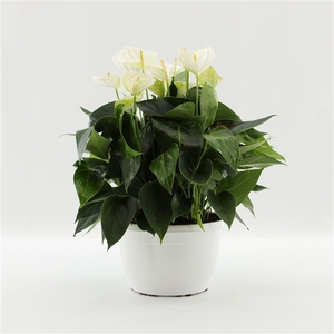 Anthurium Cocos in Marly plastic bowl