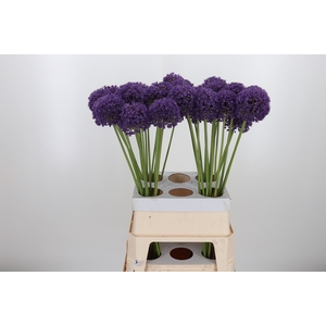 Allium Ambassador