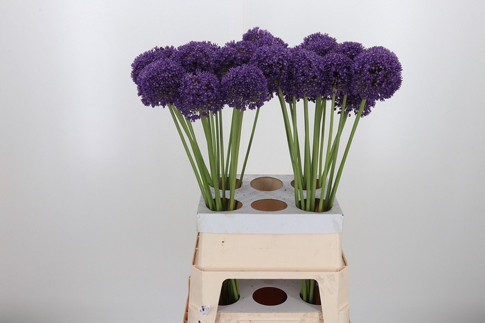 <h4>Allium Ambassador</h4>