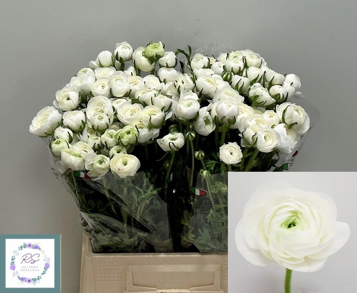 <h4>RAN EL WHITE</h4>