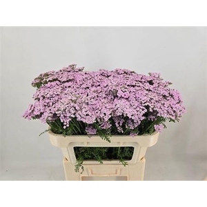 Achillea M Lilac Beauty
