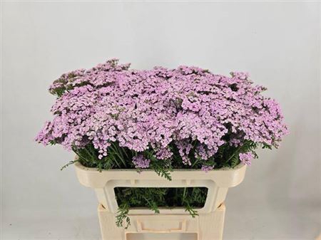 <h4>Achillea M Lilac Beauty</h4>