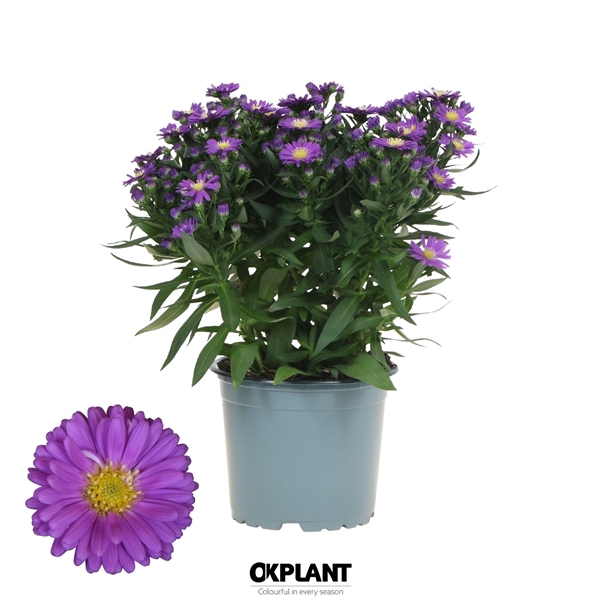 <h4>Aster Starletta Serie blue</h4>