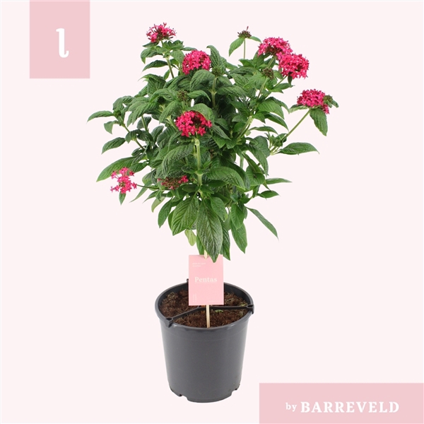 <h4>Pentas stam roze</h4>
