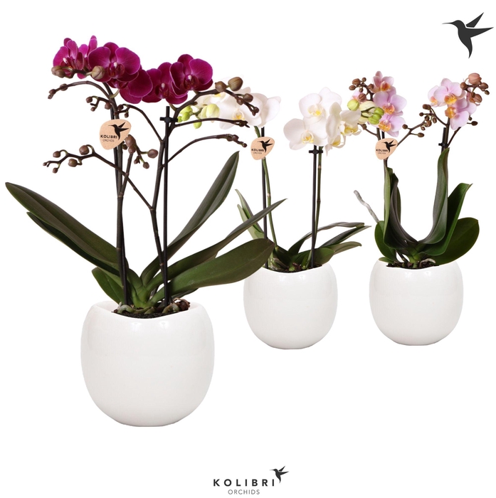 <h4>Phal Kolibri Gemengd 2 Tak Keramiek Bowl White</h4>