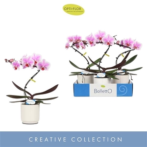 Balletto Spinturn 1 spike in Lazio White