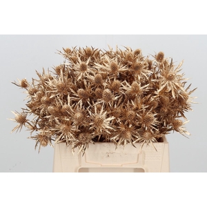 Eryn Orion Kl Bh Antiek Goud