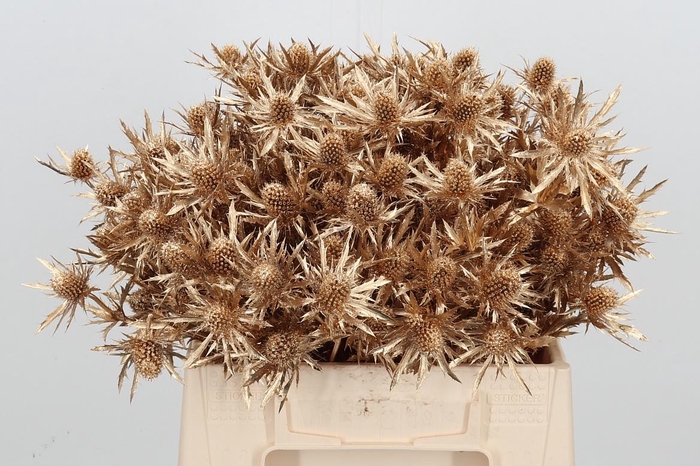 <h4>Eryn Orion Kl Bh Antiek Goud</h4>