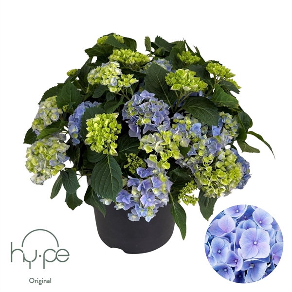 <h4>Hydrangea Mophead Blue 15+ | Hy-pe Original</h4>