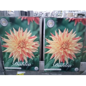 Dahlia   ...flowerbulbs