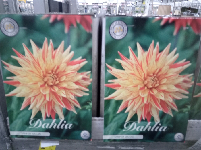 <h4>Dahlia   ...flowerbulbs</h4>