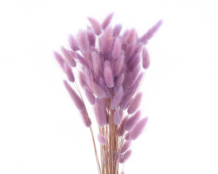 <h4>Dried Bleached Lagurus Lavender 50gr</h4>